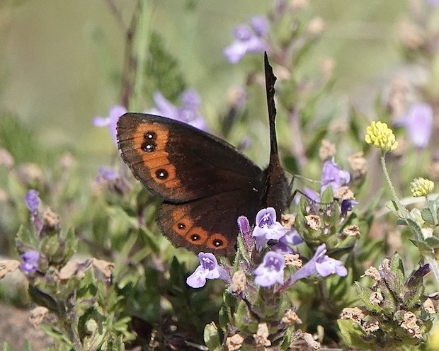 Chapman's ringlet